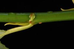 Salix ×fragilis f. fragilis. Stipule.
 Image: D. Glenny © Landcare Research 2020 CC BY 4.0